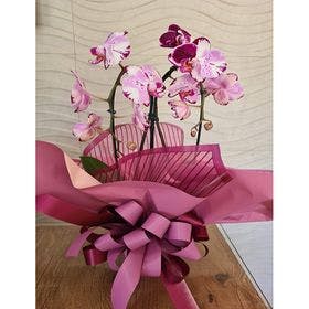 thumb-orquidea-pink-com-embalagem-especial-0