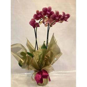 orquídea pink