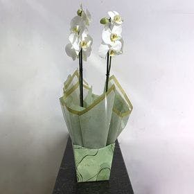 thumb-orquidea-phalaenopsis-reta-branca-0