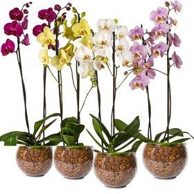 orquídeas coloridas no vidro valor unitário