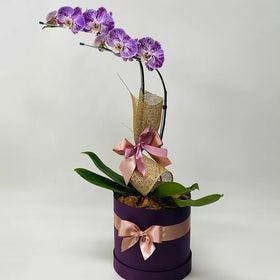 orquídea lilas no box