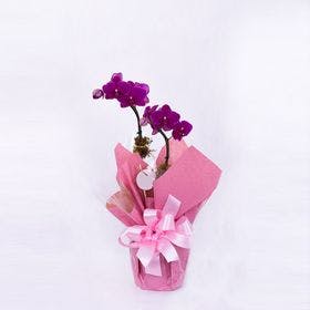 orquidea pink com embalagem