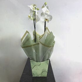 Orquídea phalaenopsis reta branca