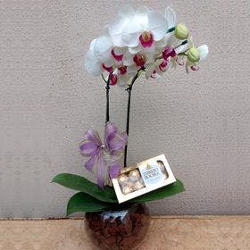 thumb-orquidea-branca-com-pink-no-vidro-0